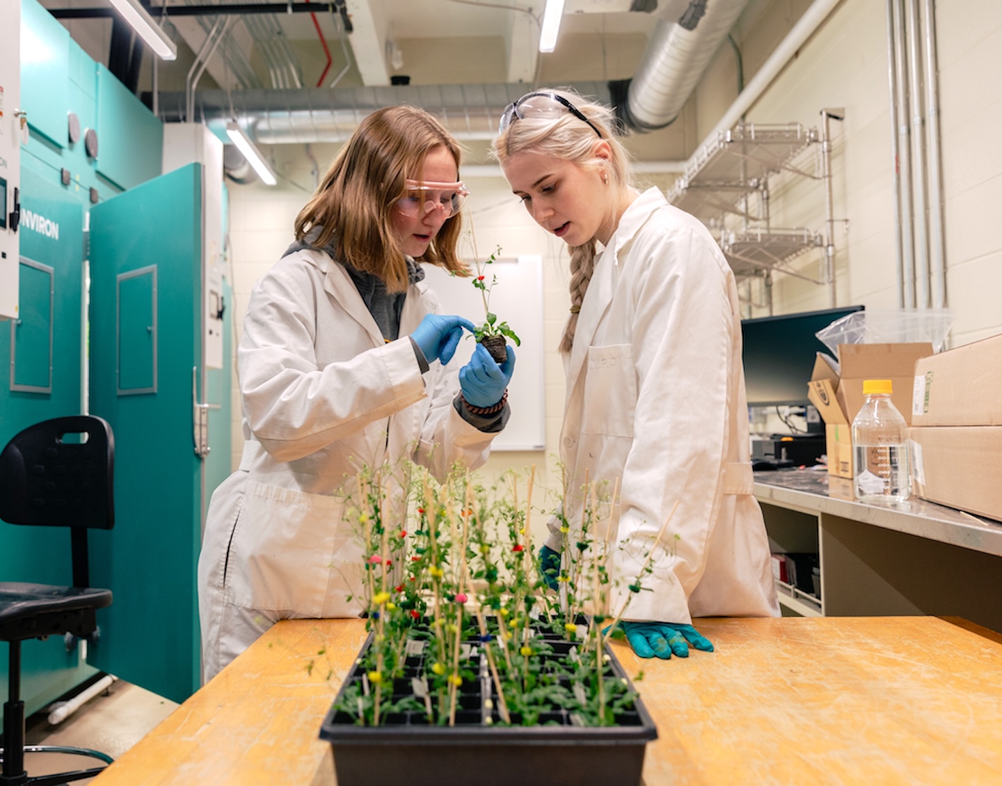 Students examine plants in a lab. 