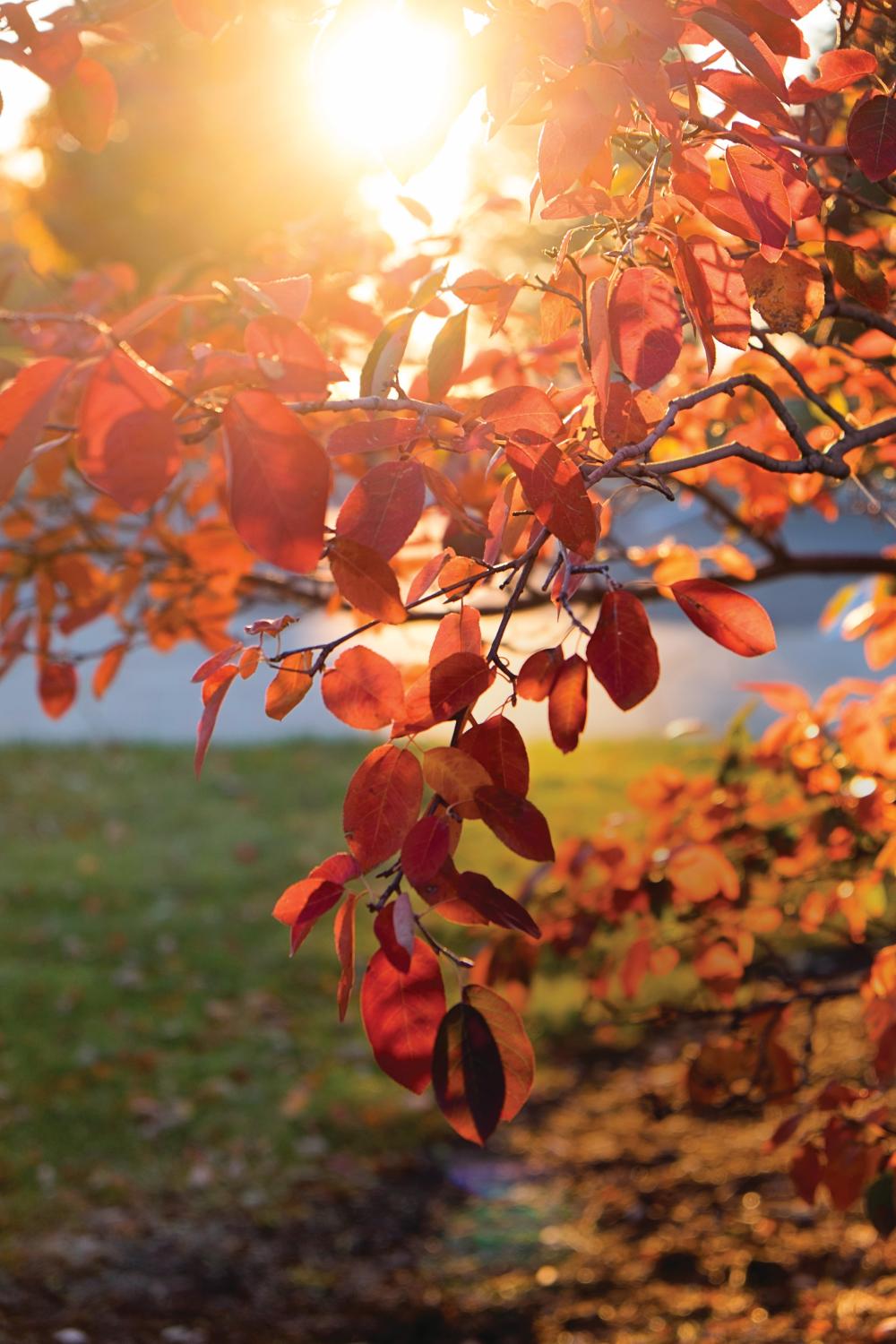 Arb trees close up with sun