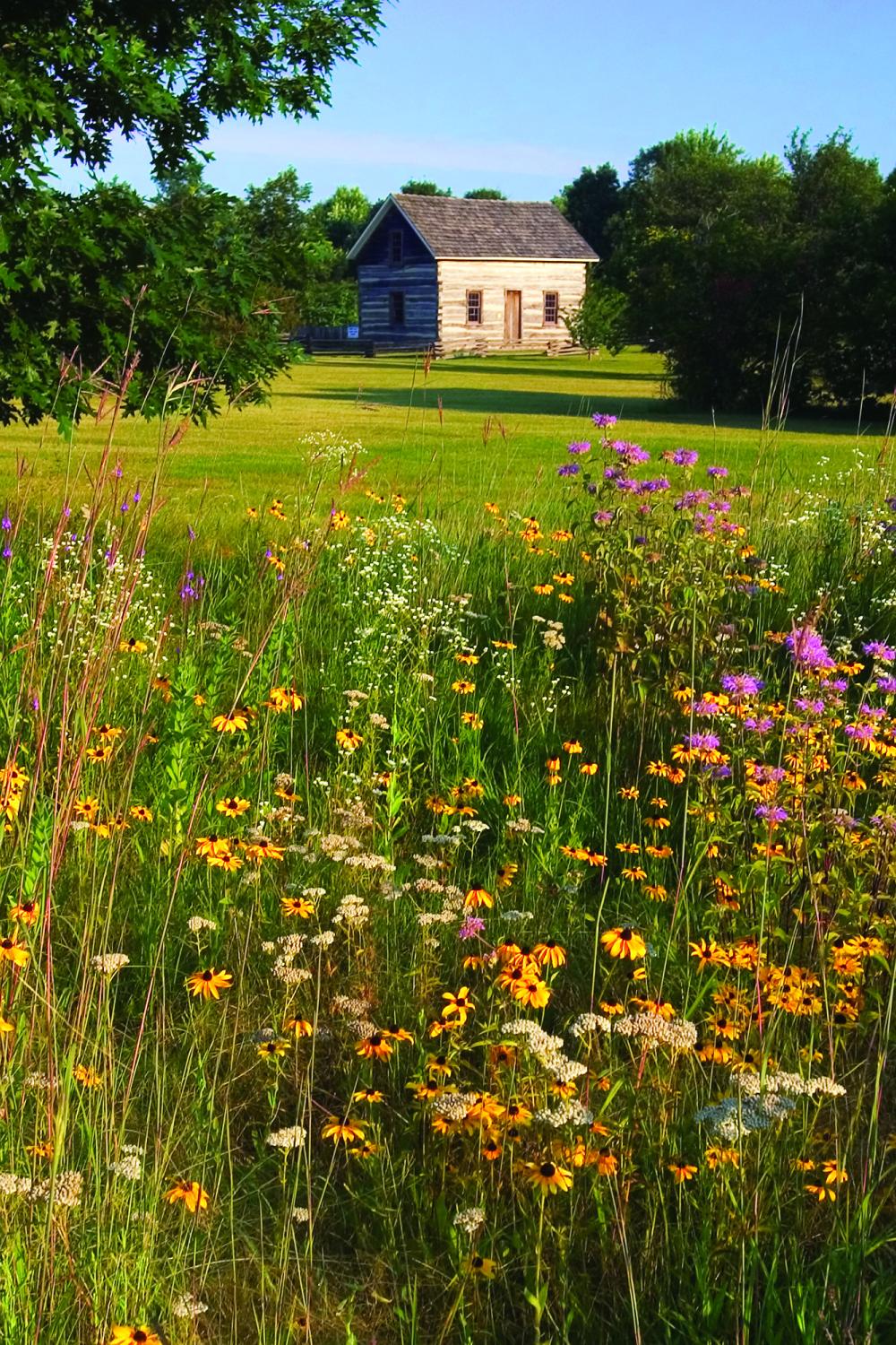 Spring flowers and cabin in arb