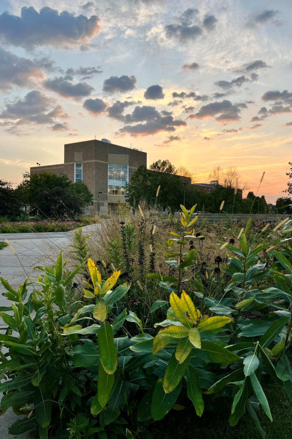 Olin Hall sunset