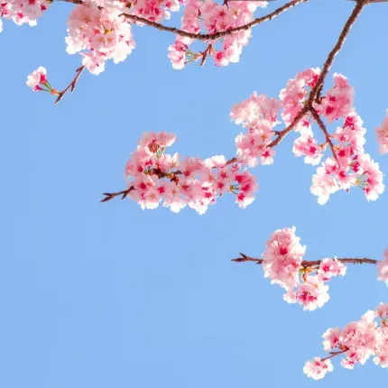 A picture of a pale blue sky. A pink cherry blossom tree has flowers covering the left half of the frame.
