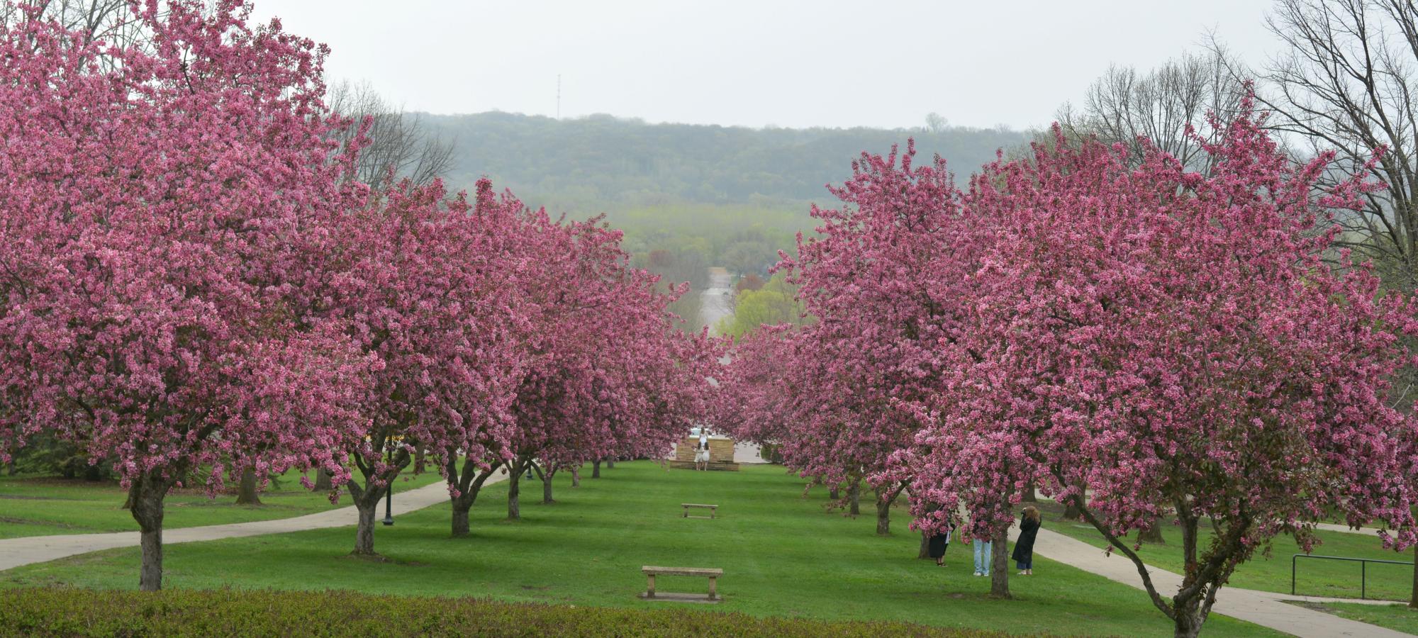 Crab apple trees blossoming 