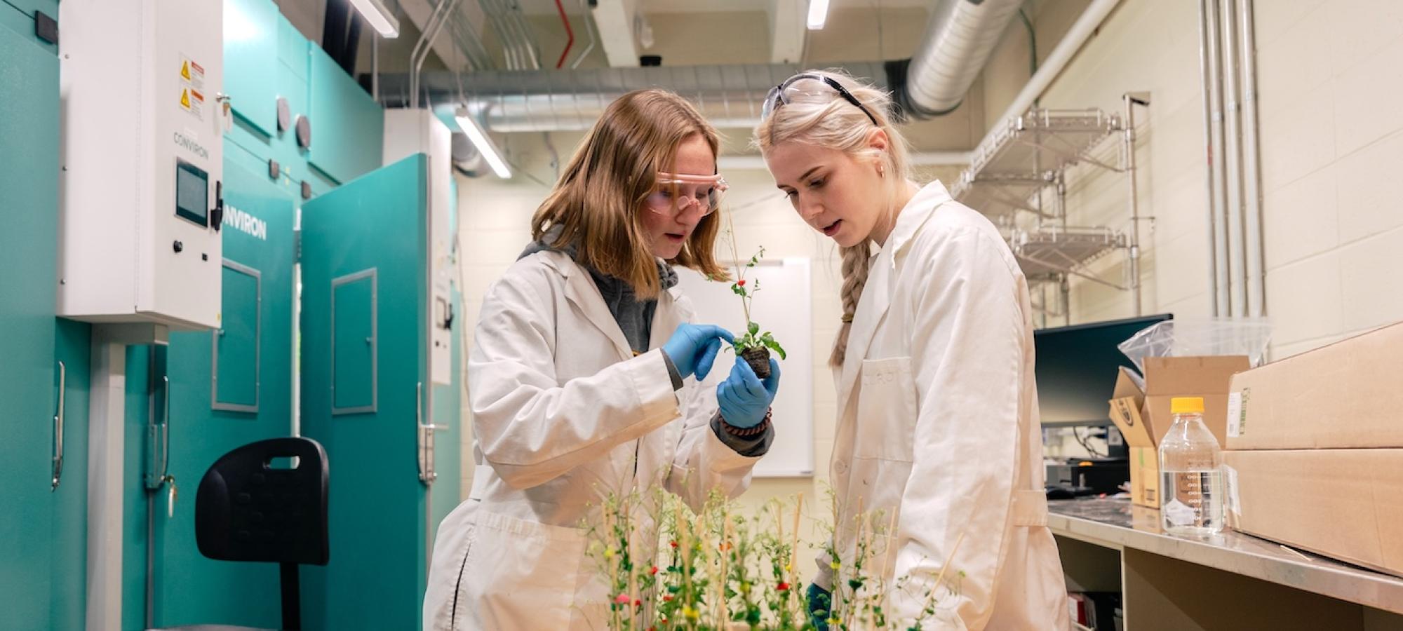 Two Gustavus students study the biology of a plant. 