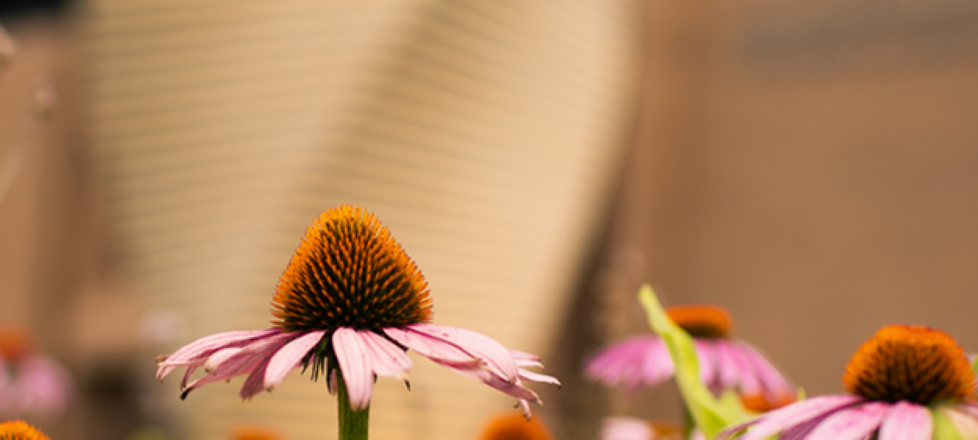 Flowers in front of one of the Gustavus sculptures on campus