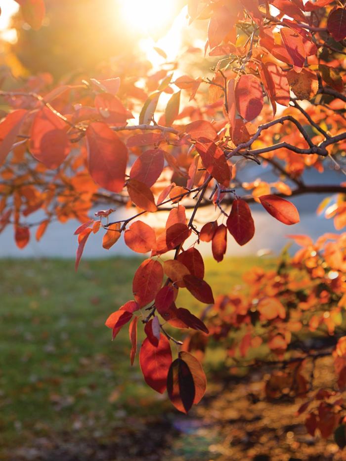 Arb trees close up with sun