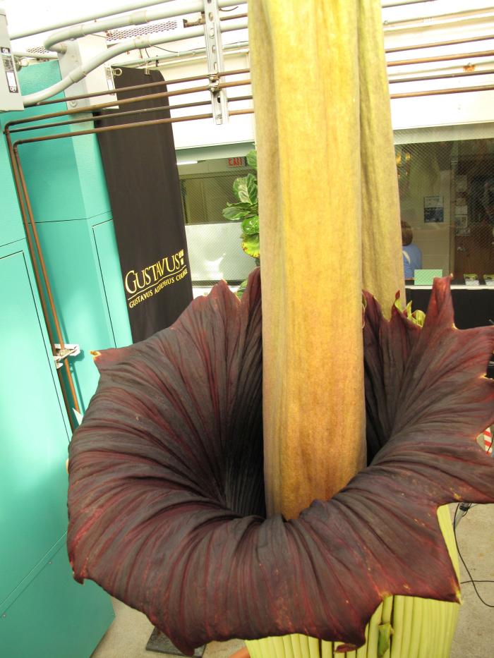 Corpse Flower