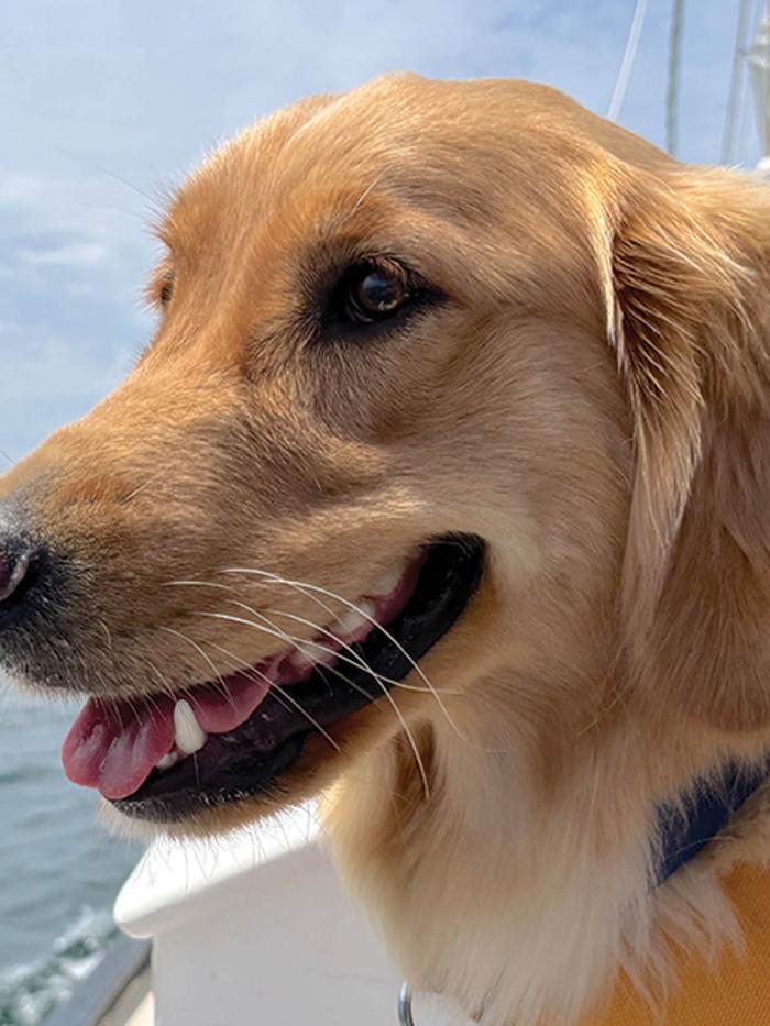 A golden retriever puppy on a sailboat. 