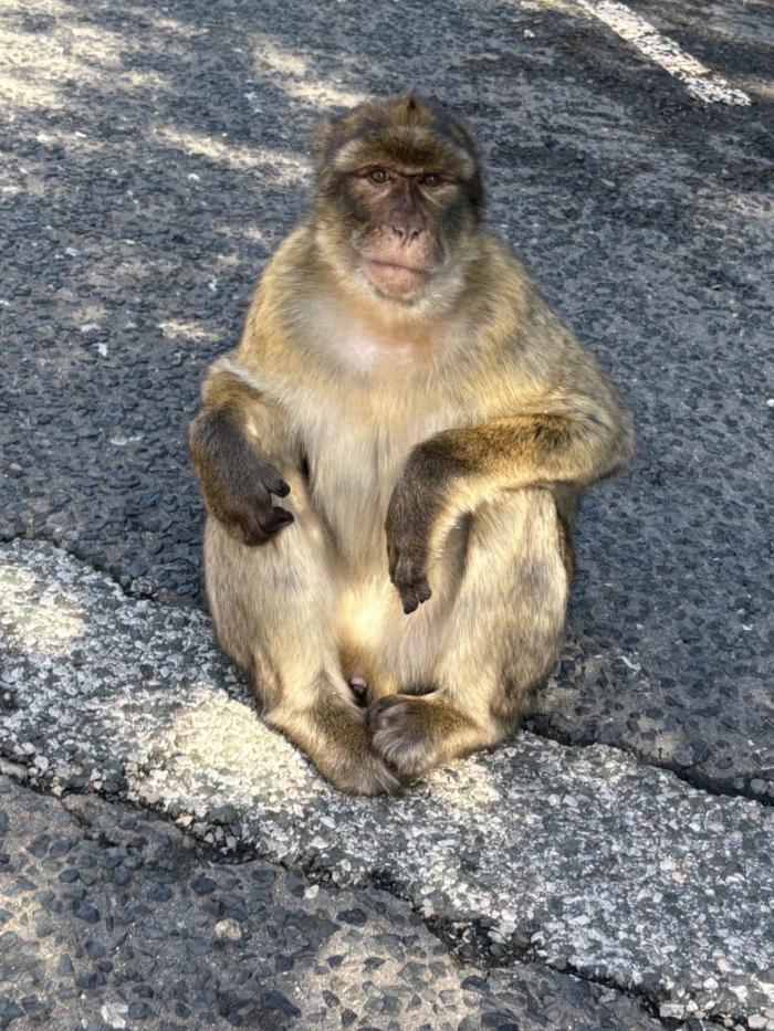 monkey in spain